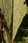 Coastal plain joe pye weed